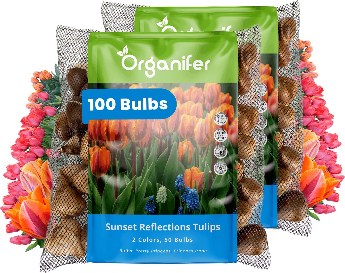 Tulpenbollen - 100 Bloembollen - Sunset Reflection - Princess Mix Oranje Roze Koraal - Organifer