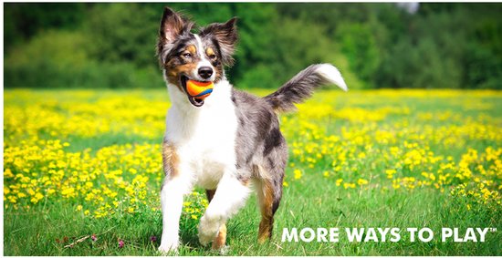 Een hond met een bal in zijn bek rent door een veld met gele bloemen. MORE WAYS TO PLAY.