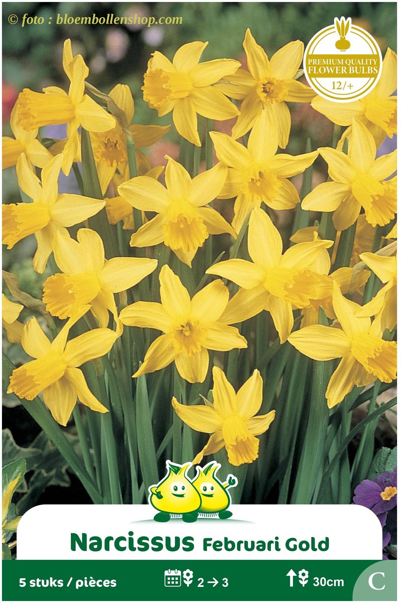 3 Zakjes Botansiche Narcis February Gold maat 12/+