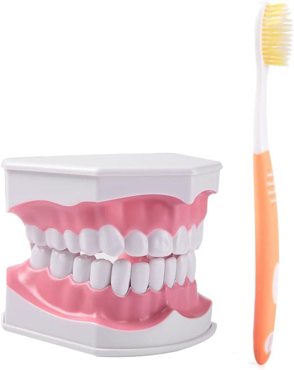 Volwassen tandenmodel met hoogwaardige vervangbare onderdelen en verwijderbare tandenborstel voor optimale mondhygiëne