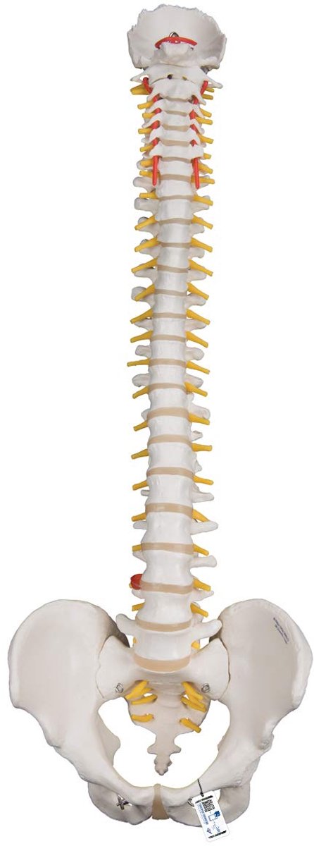 Flexibel Wervelkolom Model - Anatomisch Model - Intensief Gebruik - Inclusief Leer Software - 46 x 25 x 25 cm