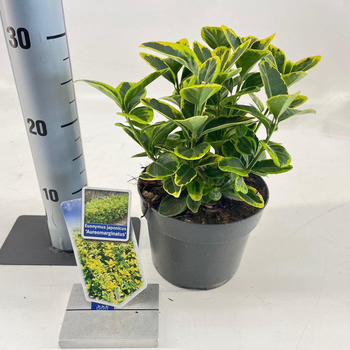 Euonymus jap. 'Aureomarginatus' - Kardinaalshoed | 20-25 cm in pot