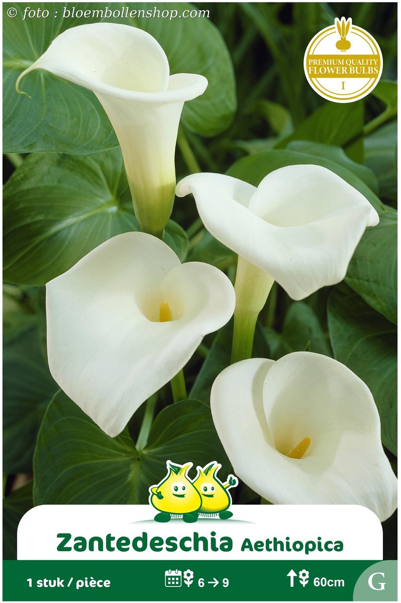 2 Zakjes Zantedeschia Aethiopica maat I