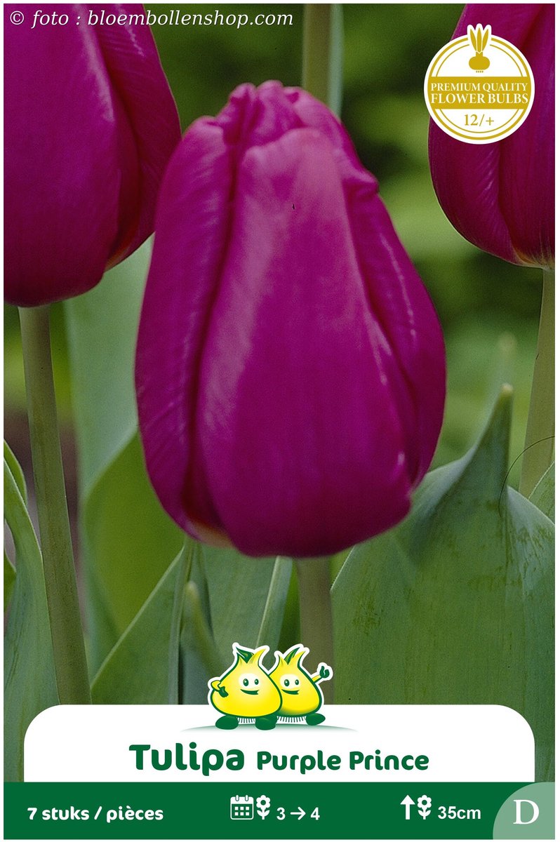 2 Zakjes Vroege Tulpen Purple Prince maat 12/+