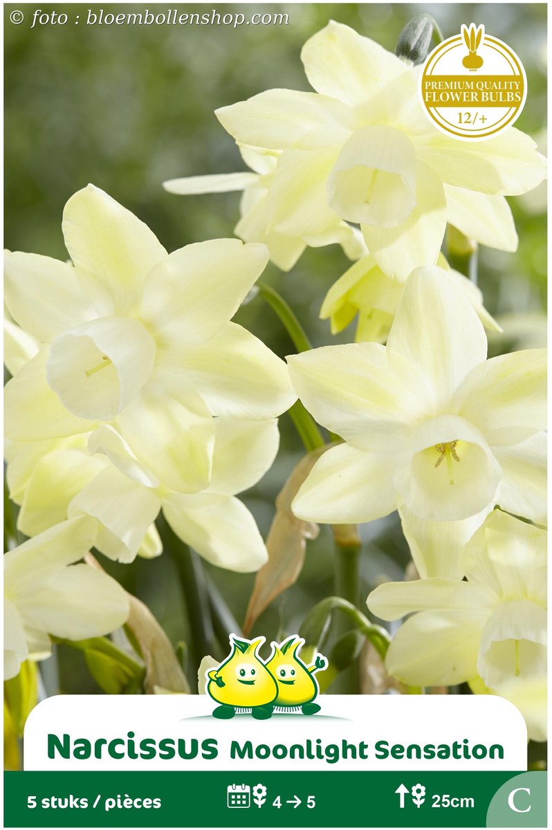 3 Zakjes Botanische Narcis Moonlight Sensation maat 12/+