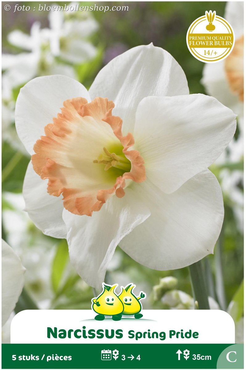 3 Zakjes Trompet Narcis Spring Pride maat 14/+