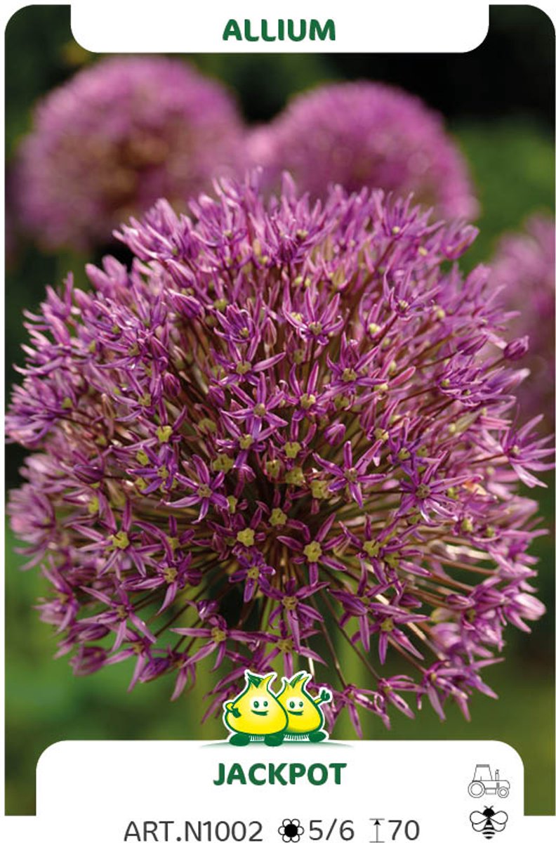 5 Bollen Allium Jackpot