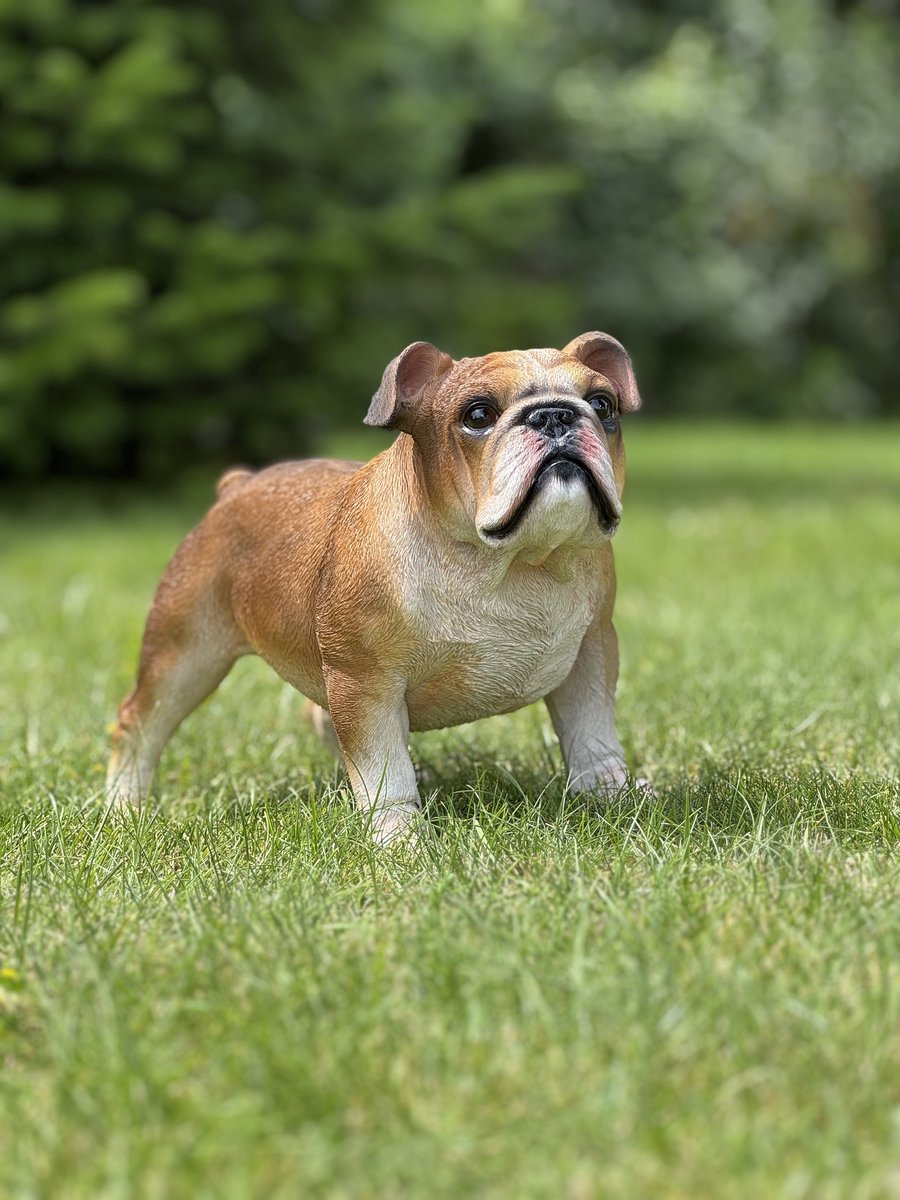 Staande Bulldog bruin en wit FI 24cm hoog - decoratief beeld - dierenbeeld - tuin - interieur - voor hem - voor haar - cadeau - geschenk - verjaardag - Nieuwjaar - Valentijn - Kerst
