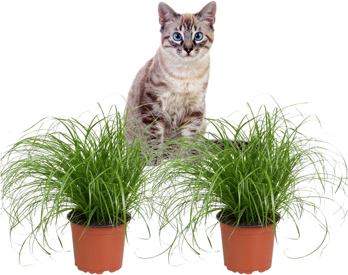 Cyperus Zumula – Kattengras - Set van 2 Kamerplanten – Diervriendelijk – 30 cm – Pot 12 cm