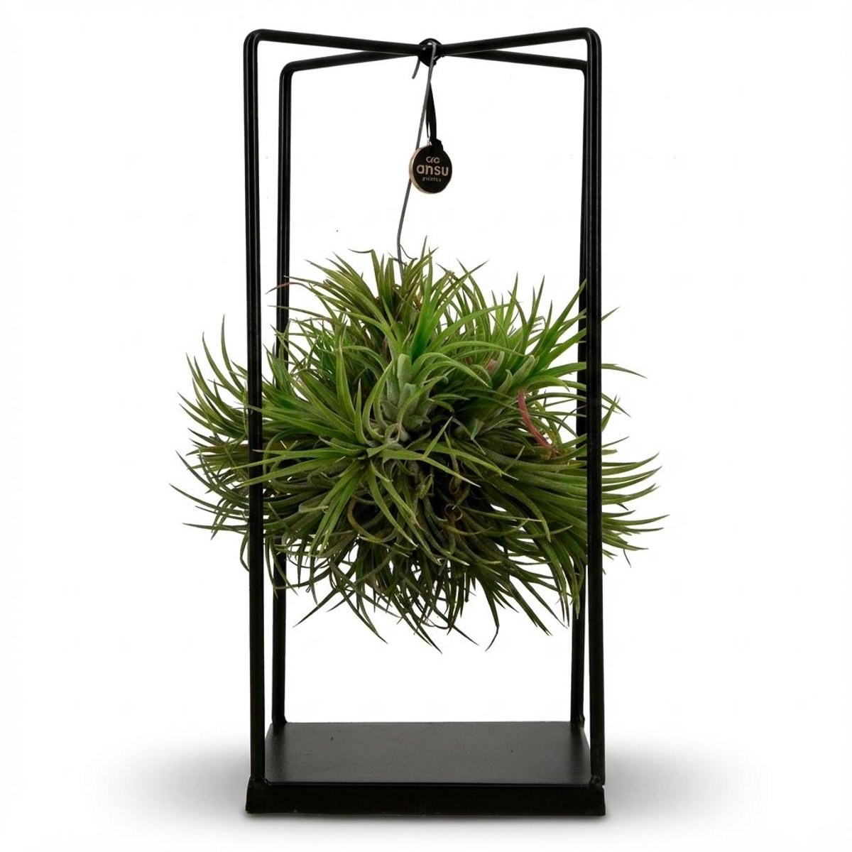 Tillandsia Luchtplant in Decor - Ø 14 cm - Hoogte: 30 cm