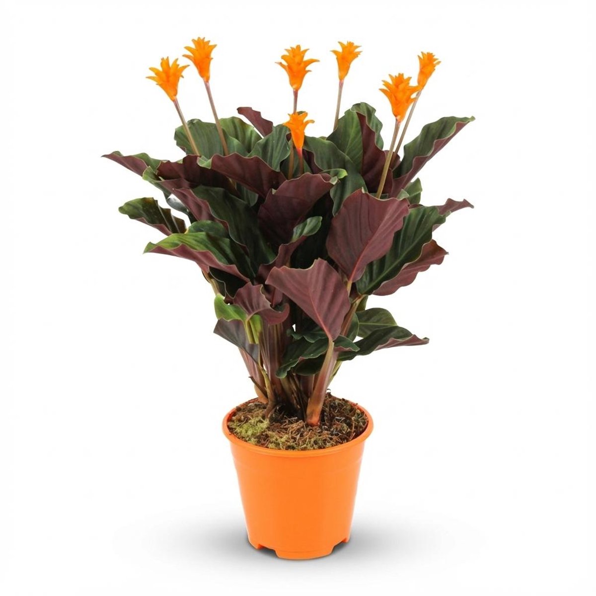 Calathea Crocata - Ø 14 cm - Hoogte: 40 - 45cm