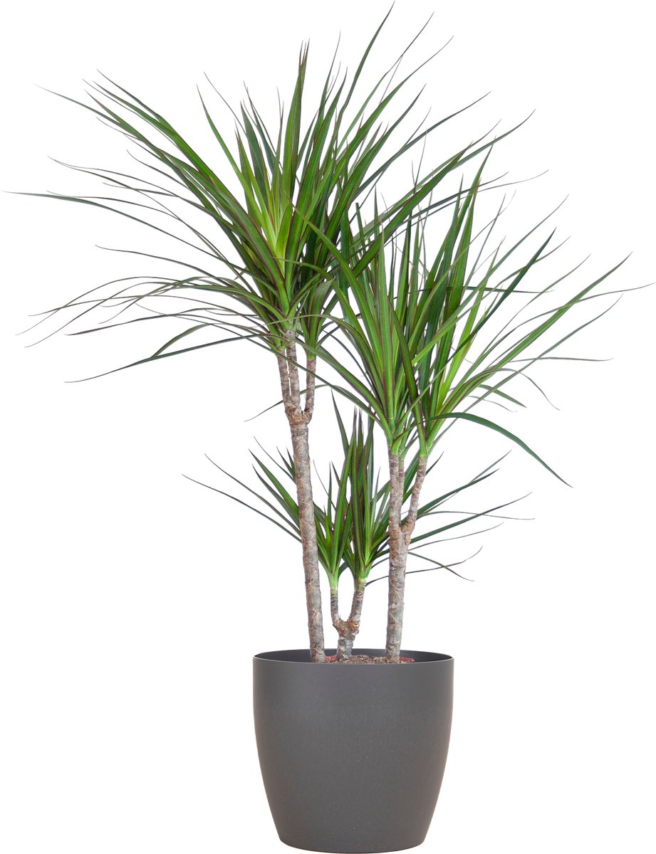 Dracaena Marginata met Potter pot grijs - 95cm - Ø21