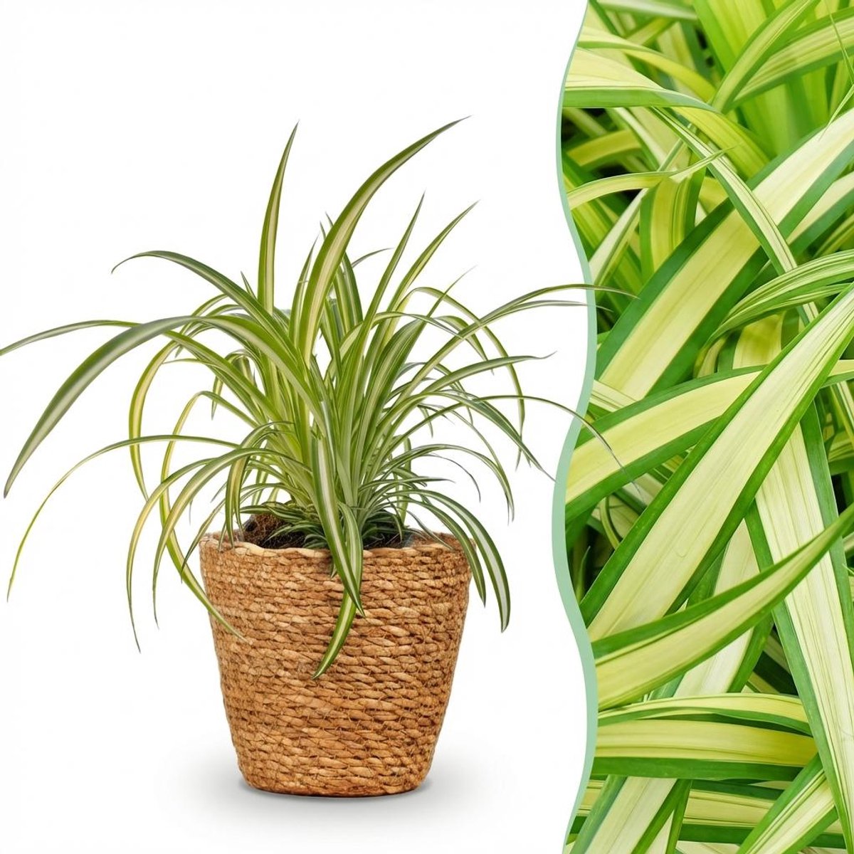 Kamerplant - Chlorophytum comosum Variegatum - Bonte Graslelie - Huisdiervriendelijke Plant - Groen - 1 Plant - met Mand - Pot 12cm - Hoogte 20cm