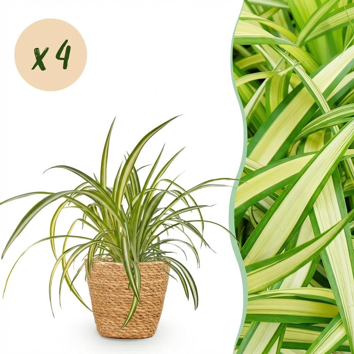 Kamerplant - Chlorophytum comosum Variegatum - Bonte Graslelie - Huisdiervriendelijke Plant - Groen - 4 Planten - met Mand - Pot 12cm - Hoogte 20cm