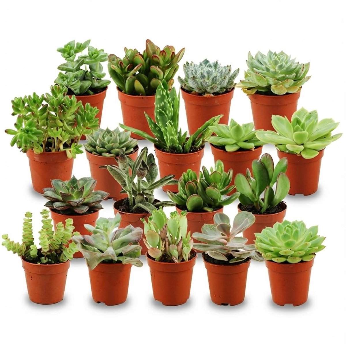 Mini Succulenten Mix - 18 Stuks - Ø 5,5 cm - Hoogte: 5-10 cm
