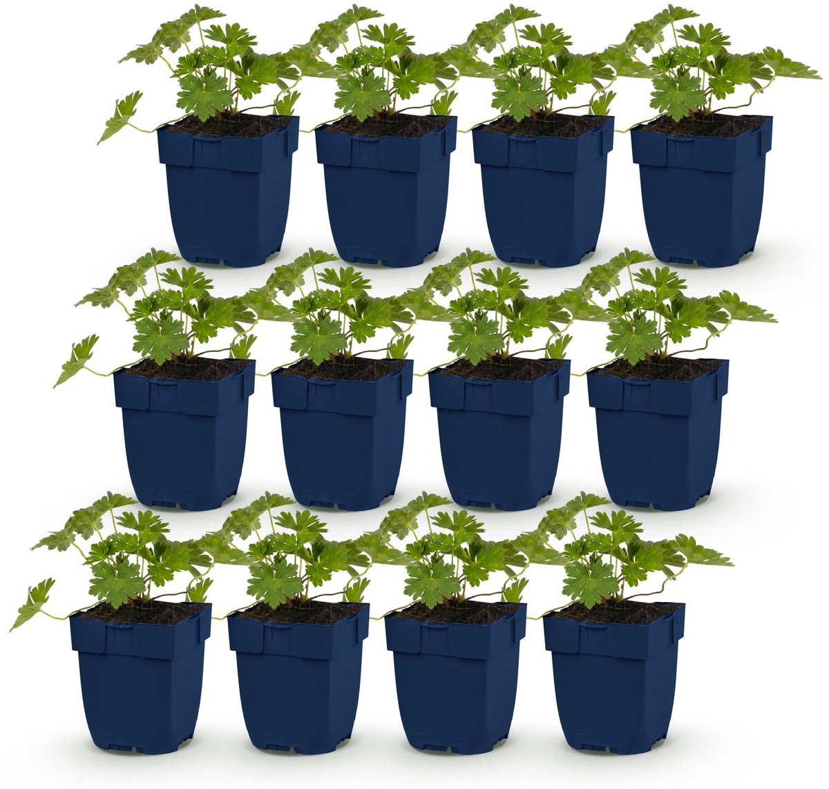 Vasteplant - Geranium 'Rozanne' - Ooievaarsbek - Bodembedekkend - Blauw - 12 Planten - Pot 11cm - Hoogte 15-25cm