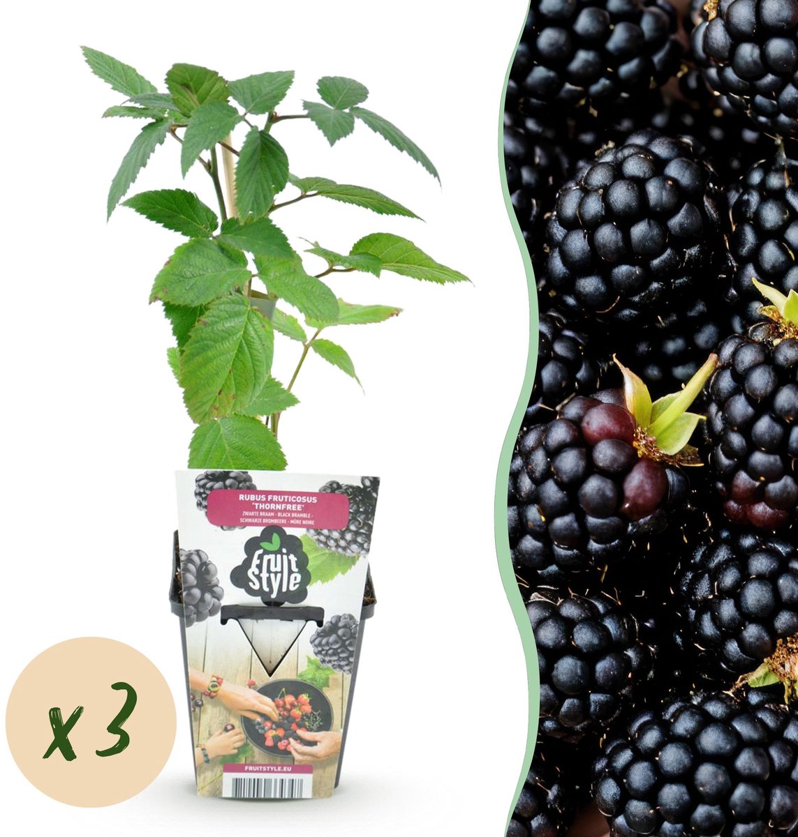 Fruitplanten - Doornloze Braam - Rubus Thornfree - Winterhard - 3 Planten - Pot 9 cm - Zwarte Braam