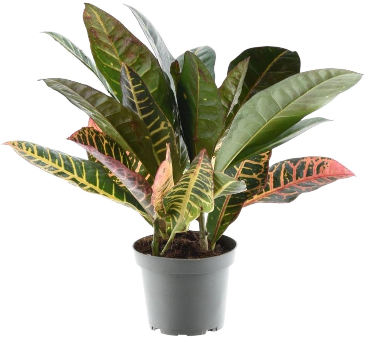 Codiaeum variegatum 'Petra' - 30 cm - ø12