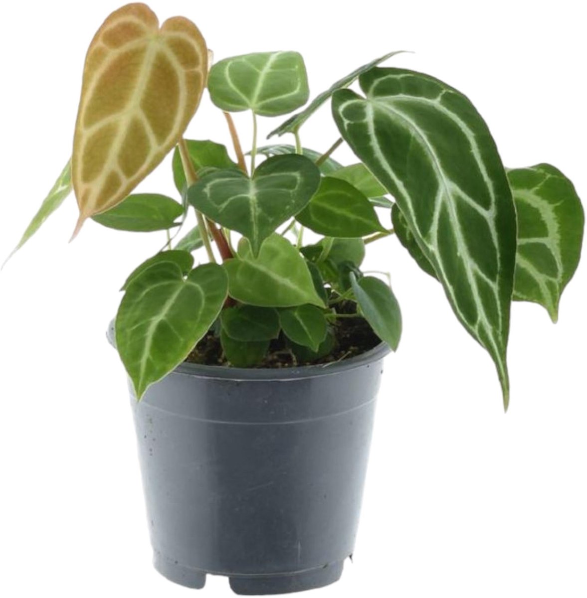 Anthurium Chrystallium - 35 cm - ø12