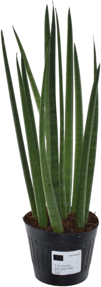 Sansevieria cylindrica 'Bacularis' / Mikado - 38 cm - ø10,5