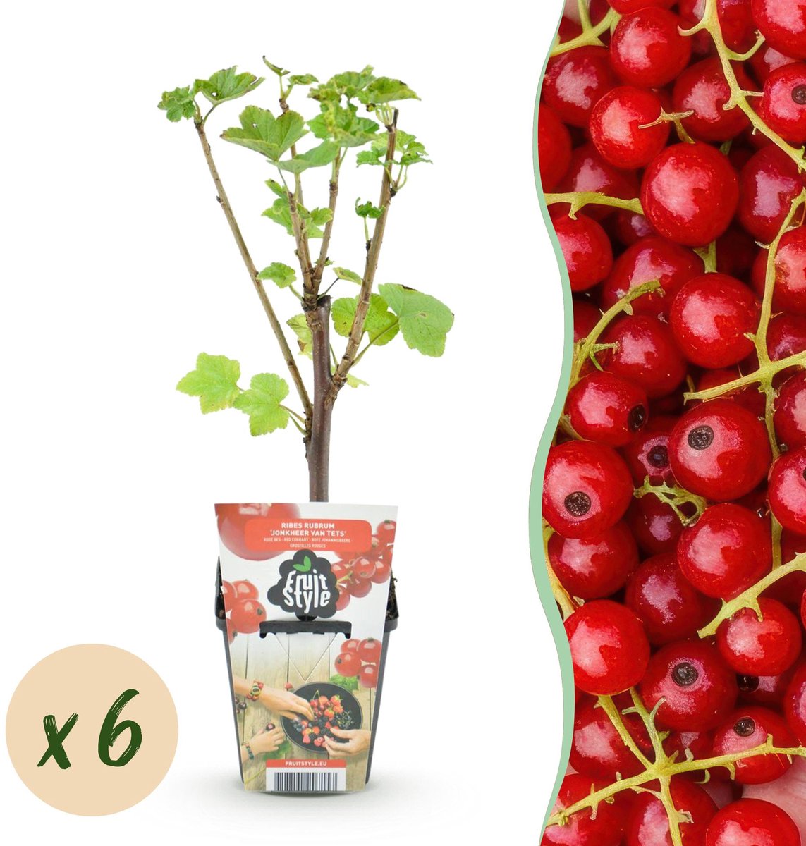 Fruitplanten - Rode Bes - Ribes rubrum Jonkheer van Tets - Winterhard - 6 Planten - Pot 9 cm - Rode Bes