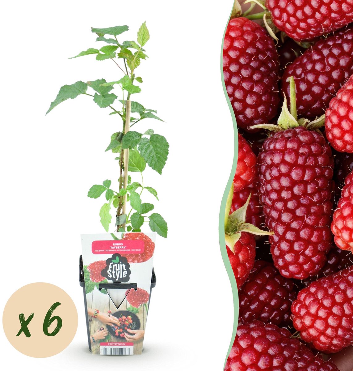 Fruitplanten - Taybes - Rubus Tayberry - Winterhard - 6 Planten - Pot 9 cm - Rode Bes