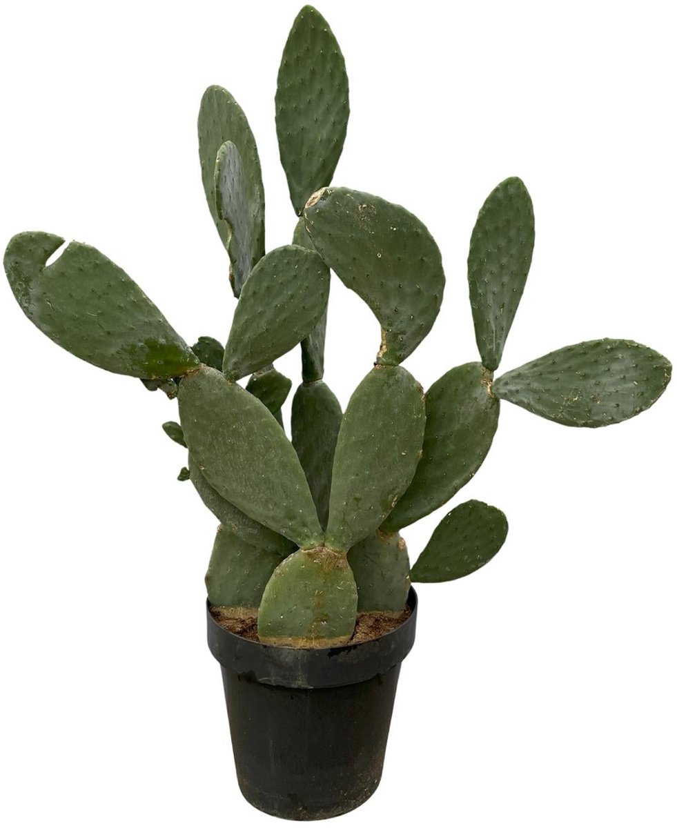 Cactus Opuntia - 120cm Ø38cm