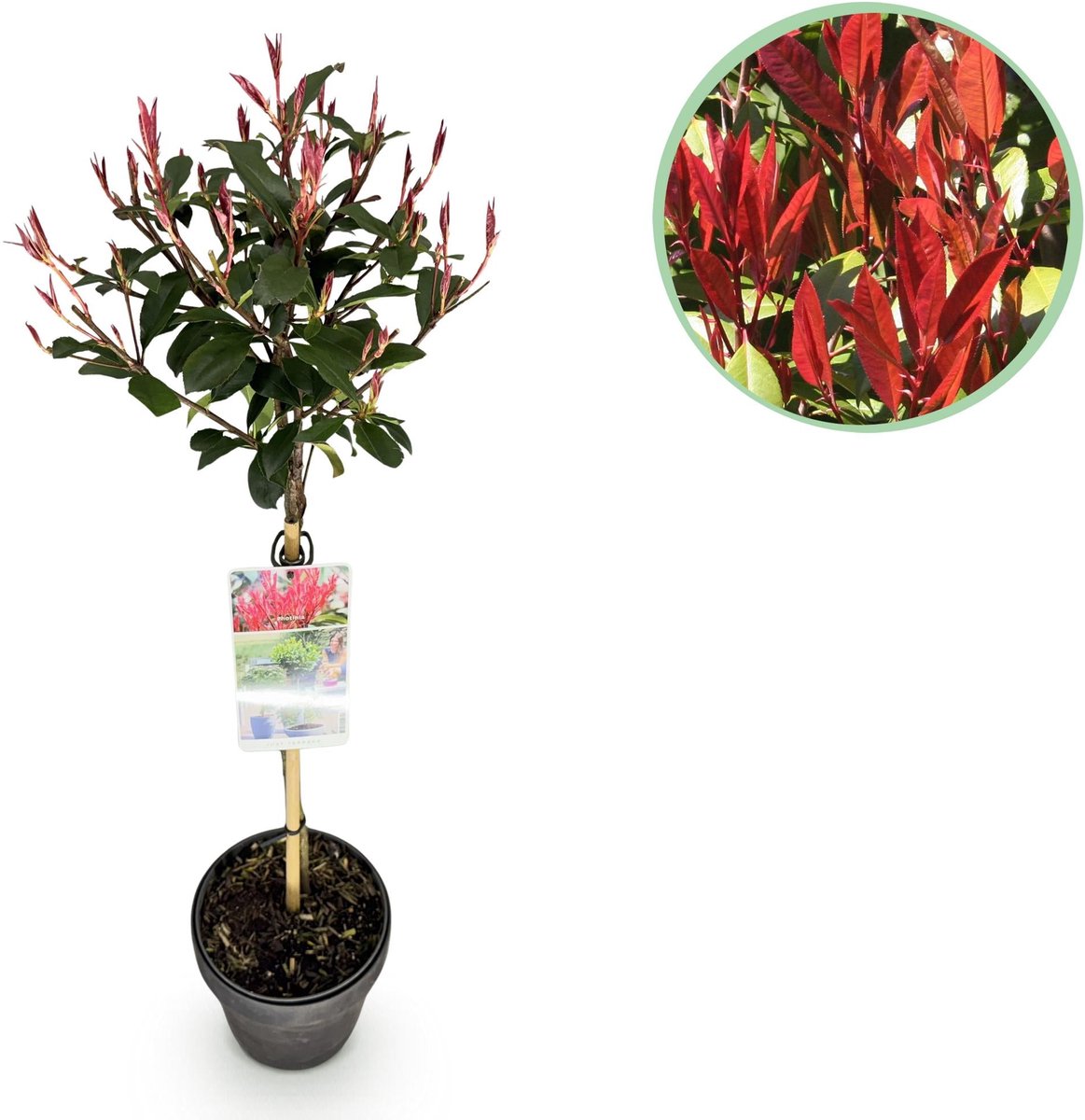 Plant op Stam - Photinia fraseri Carre Rouge - Terras Plant - Bladhoudend - Winterhard - Groen-Rood Blad - Pot 19cm Hoogte 90cm