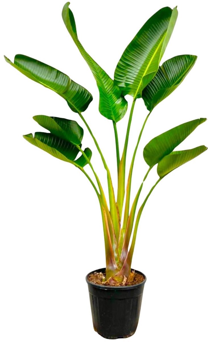 Strelitzia Augusta - 160 cm - Ø21-24cm