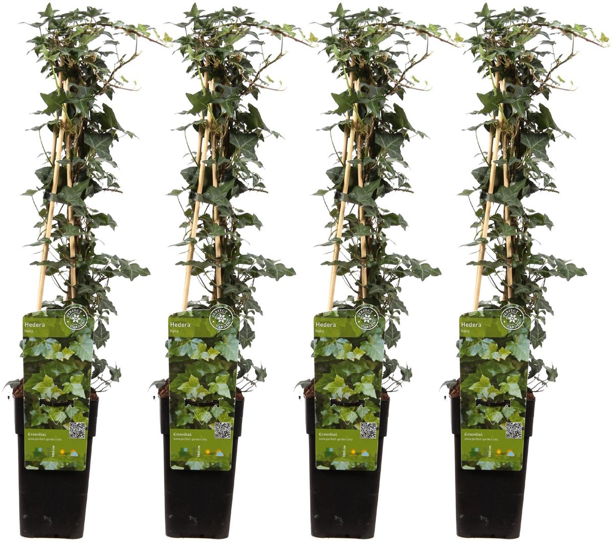 4x - Hedera helix - ↨65cm - Ø15