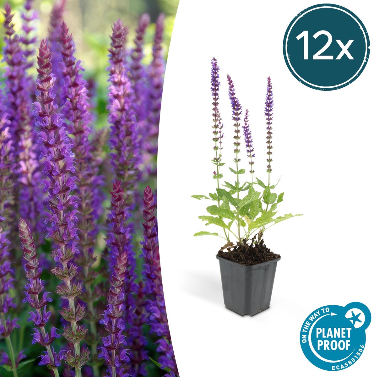 12x Salvia nem. 'Ostfriesland' - 10-25cm - Ø9cm