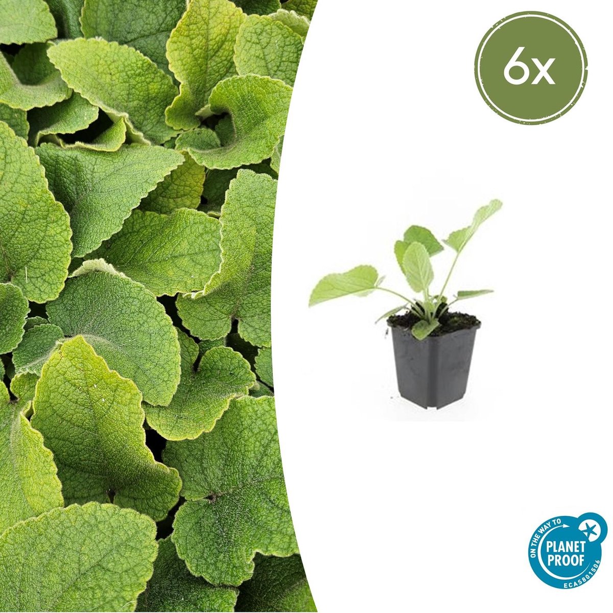 6x Phlomis russeliana - 10-25cm - Ø9cm