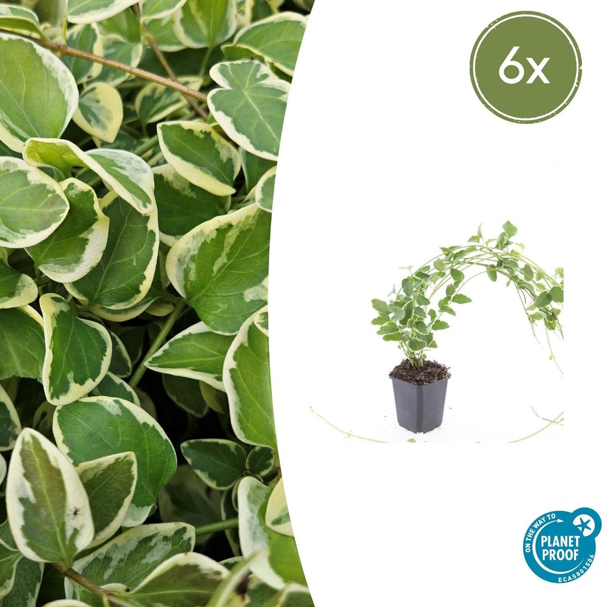 6x Vinca major 'Variegata' - 10-25cm - Ø9cm