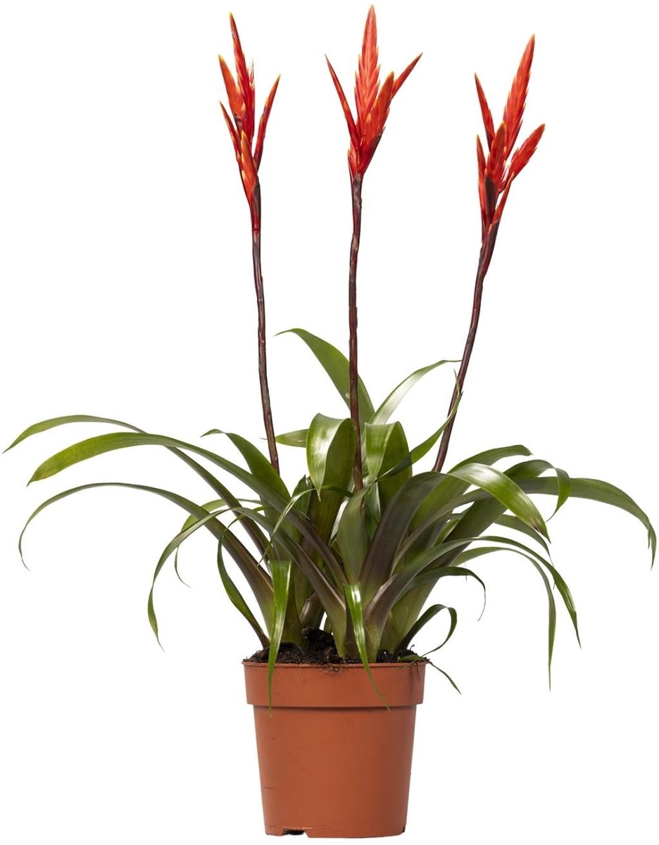 Vriesea Elan Toef - Ø12cm - 55cm