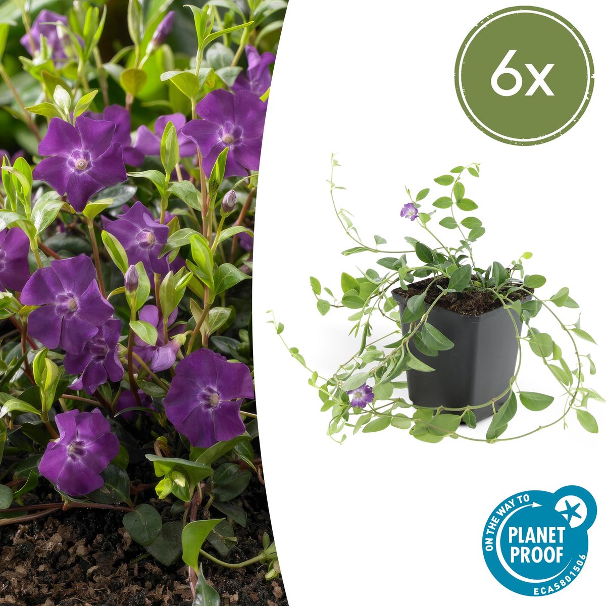 6x Vinca minor 'Atropurpurea', - 10-25cm - Ø9cm