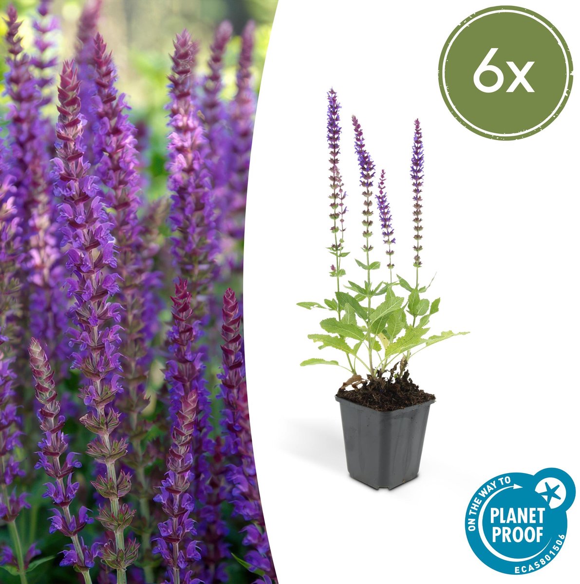 6x Salvia nem. 'Ostfriesland' - 10-25cm - Ø9cm