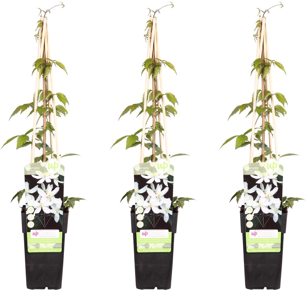 3x - Clematis Montana 'Grandiflora' - ↨65cm - Ø15
