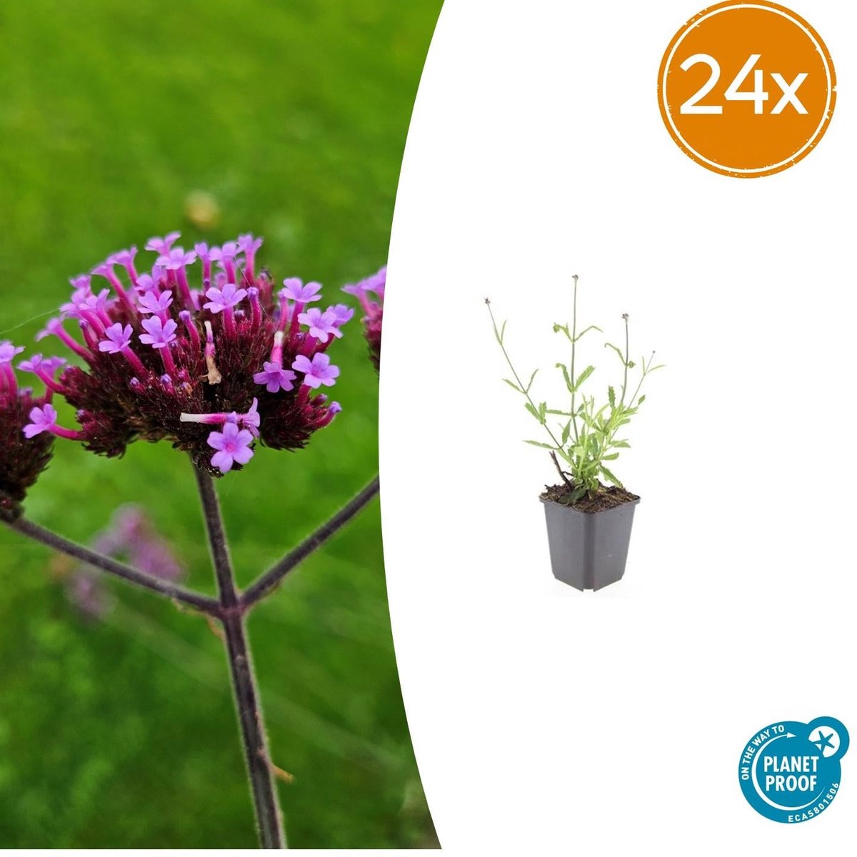 24x Verbena bon. 'Lollipop' - 10-25cm - Ø9cm