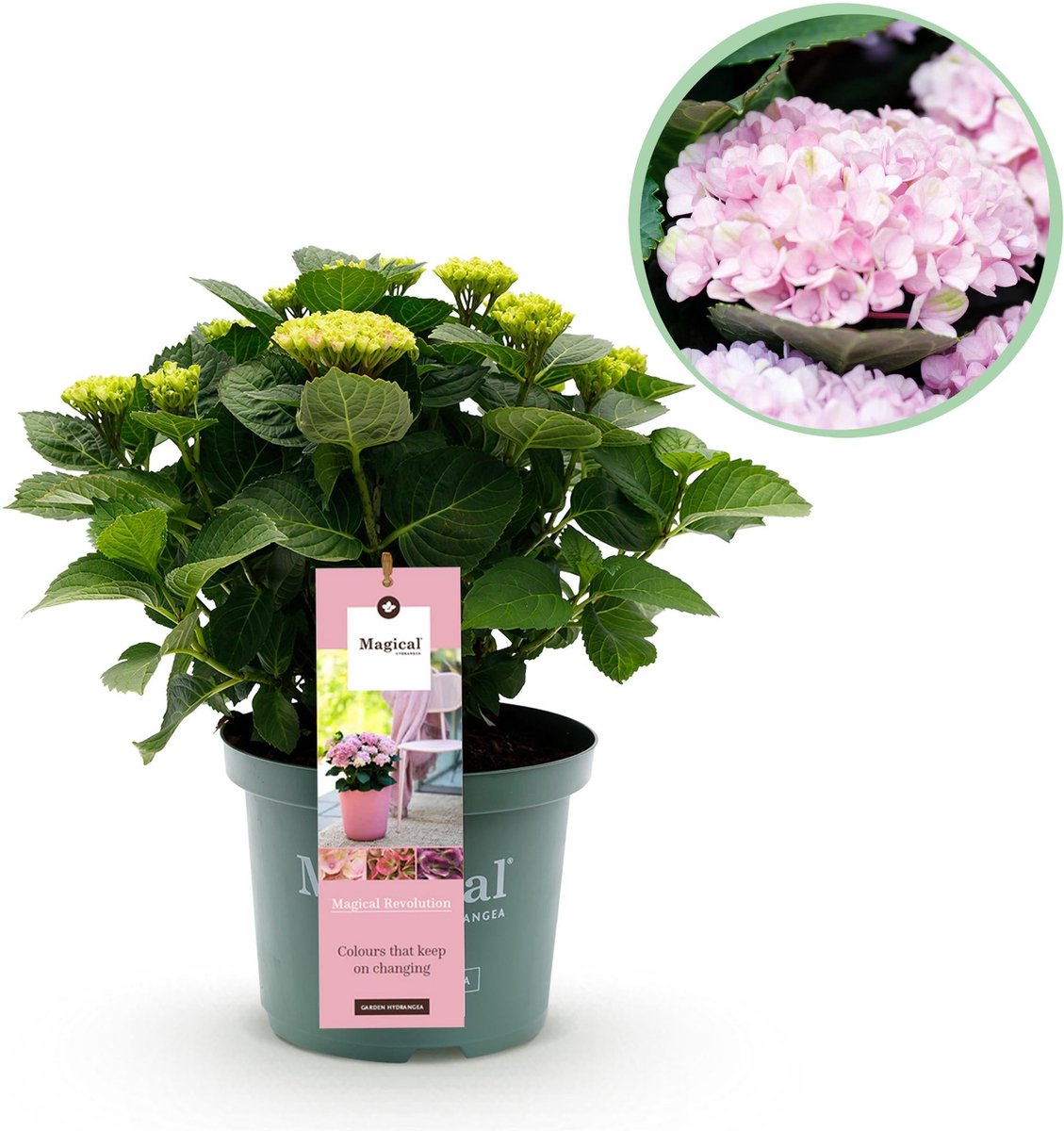 Terrasplant - Hortensia - Hydrangea Magical Revolution Pink - Pink - 6-10 Bloemen - Pot 23cm Hoogte 55cm