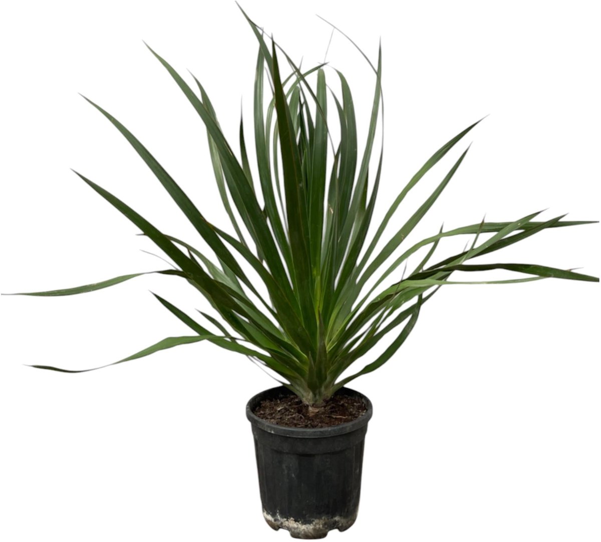 Dracaena Draco - 100 cm - Ø24cm