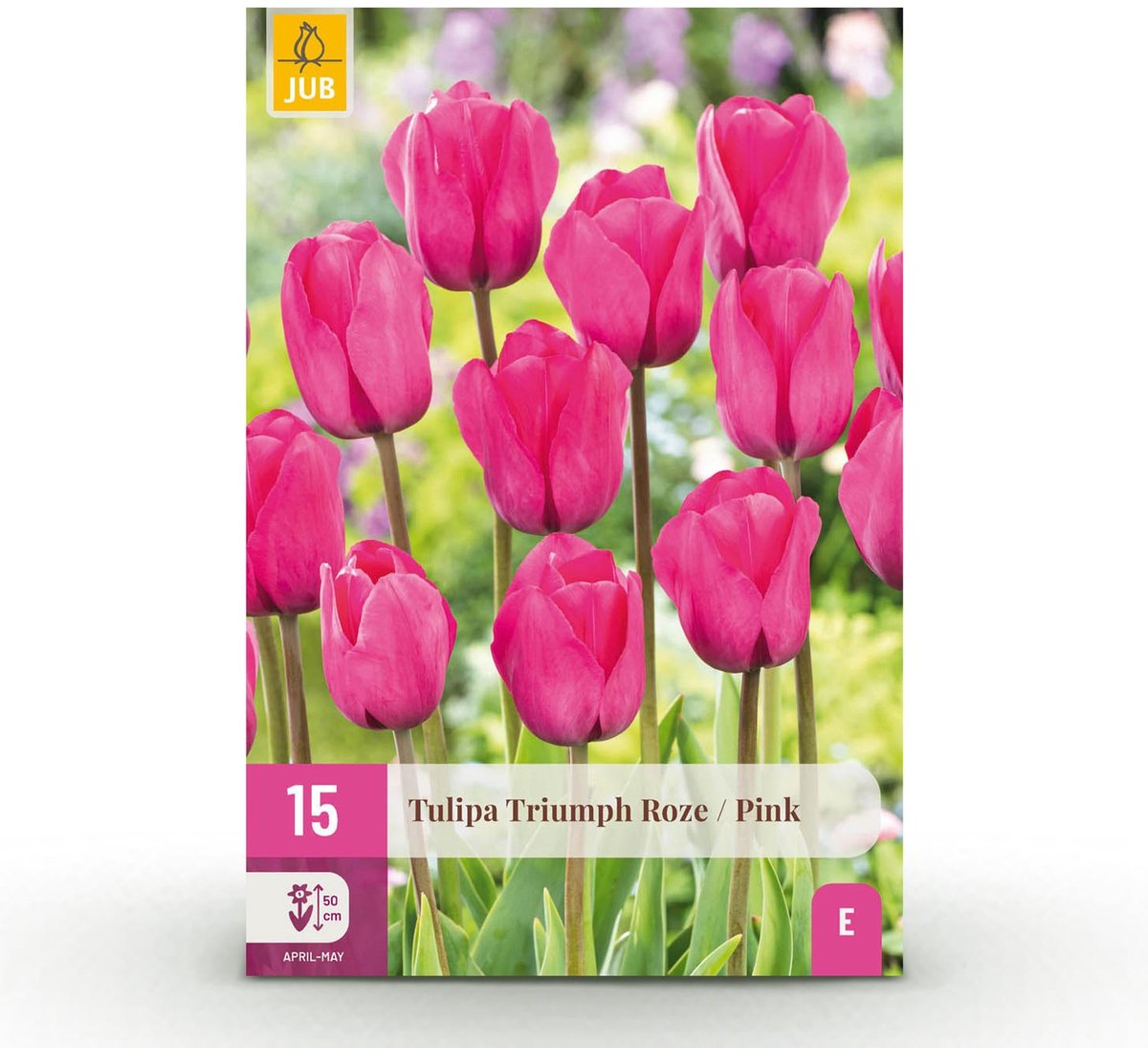 Bloembollen - Tulp Triumph Pink - Kleur Roze - 15 stuks - Bolmaat 11/12 - XXL Pack