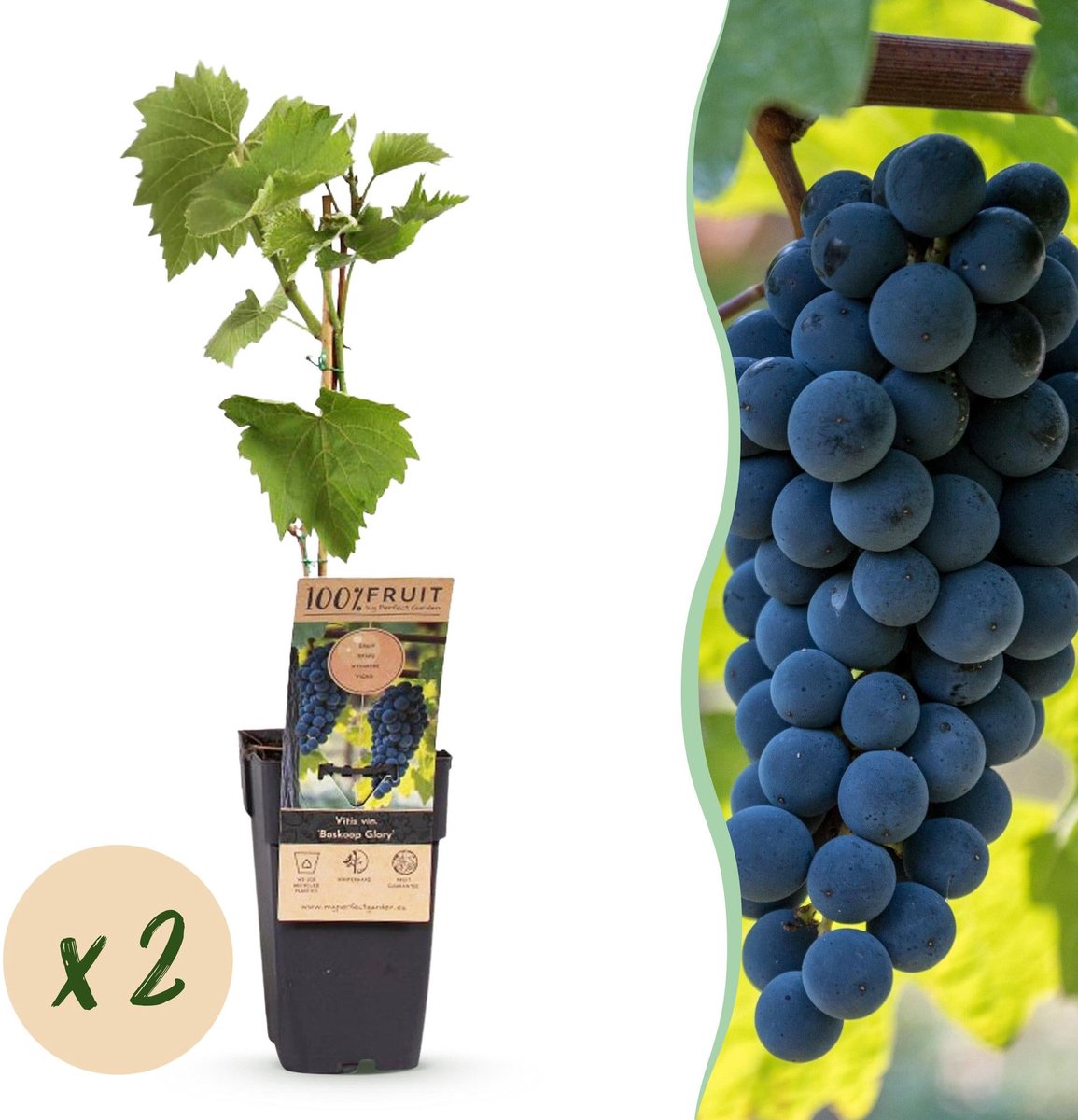 Fruitplant - Vitis vinifera Boskoop Glory - Druivenplant - Winterhard - Blauwe Druif - 2 Planten - Pot 15cm - Hoogte 50cm