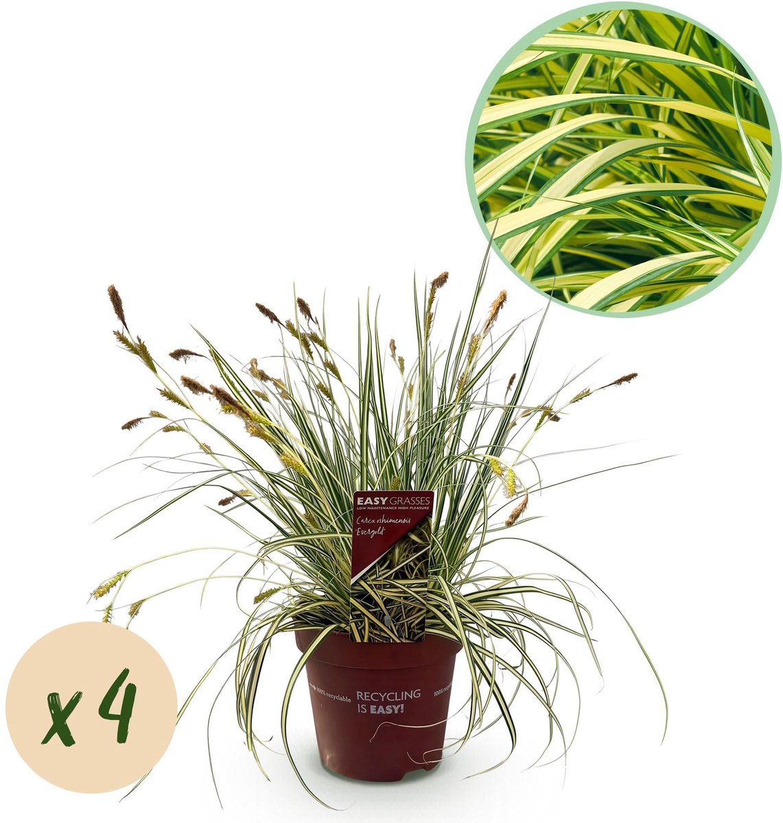 Siergrassen - Carex oshimensis Evergold - Geel & Groen - 4 Planten - Bladhoudend - Weinig Onderhoud - Pot 17cm Hoogte 50cm
