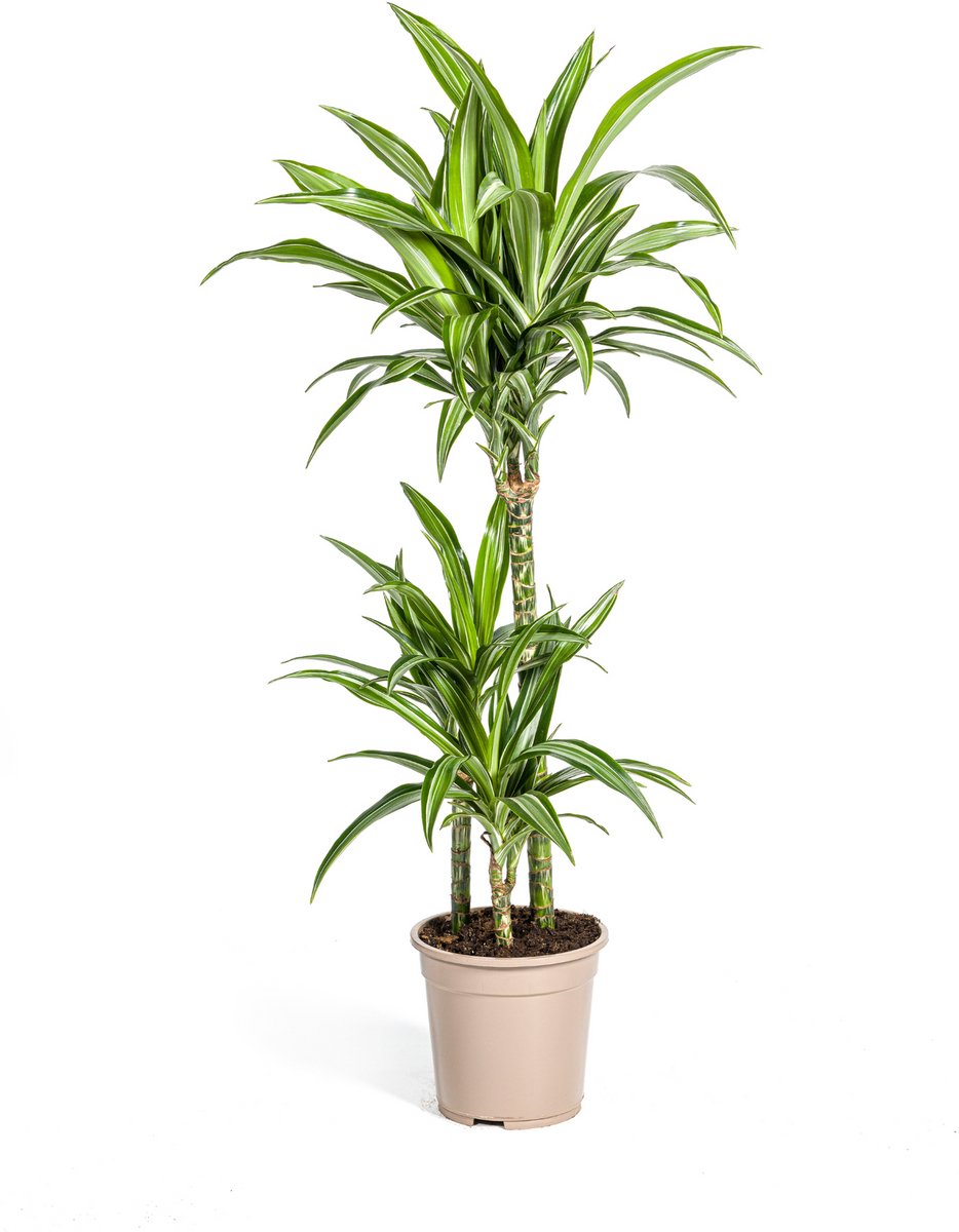 Dracaena Deremensis White Stripe Ø21cm - 90 - 110cm
