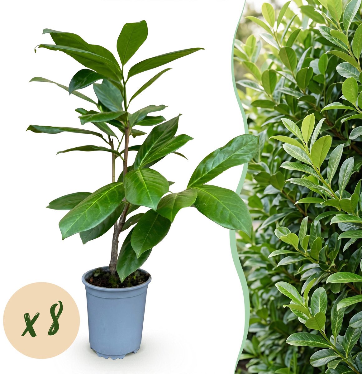 8x Prunus laur. Rotundifolia - Laurierkers - Haagplanten - Groenblijvend - Groen - Pot 9cm - Hoogte 25-35cm