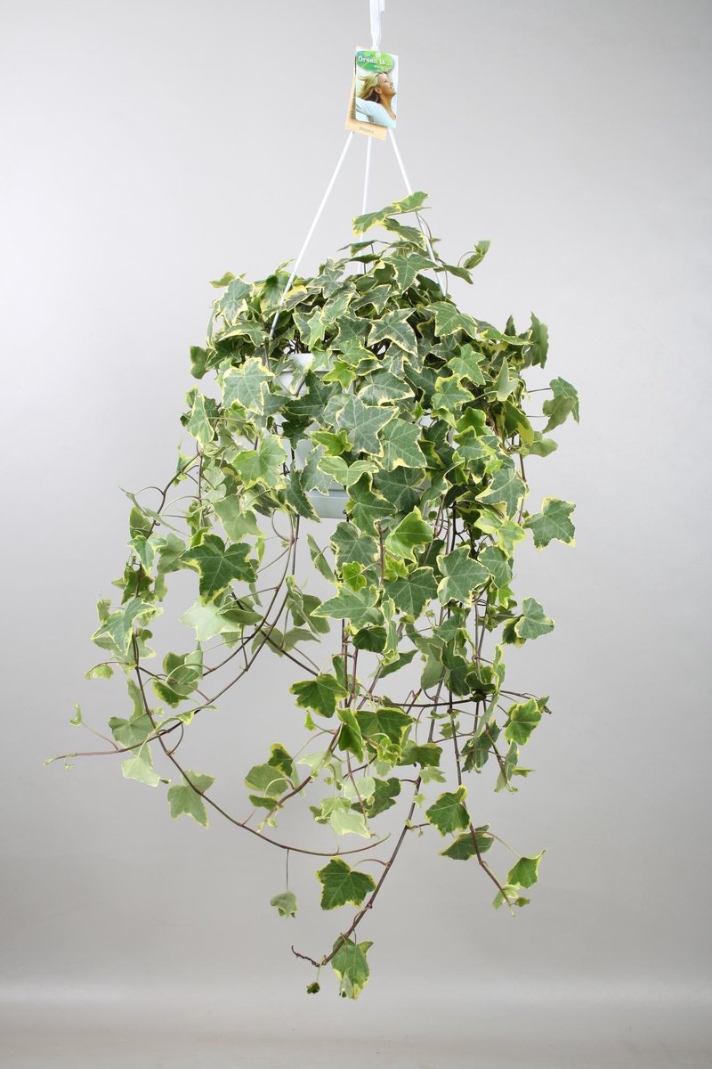 Hedera Helix Gold Child - Hang/XXL - Ø24cm - cm