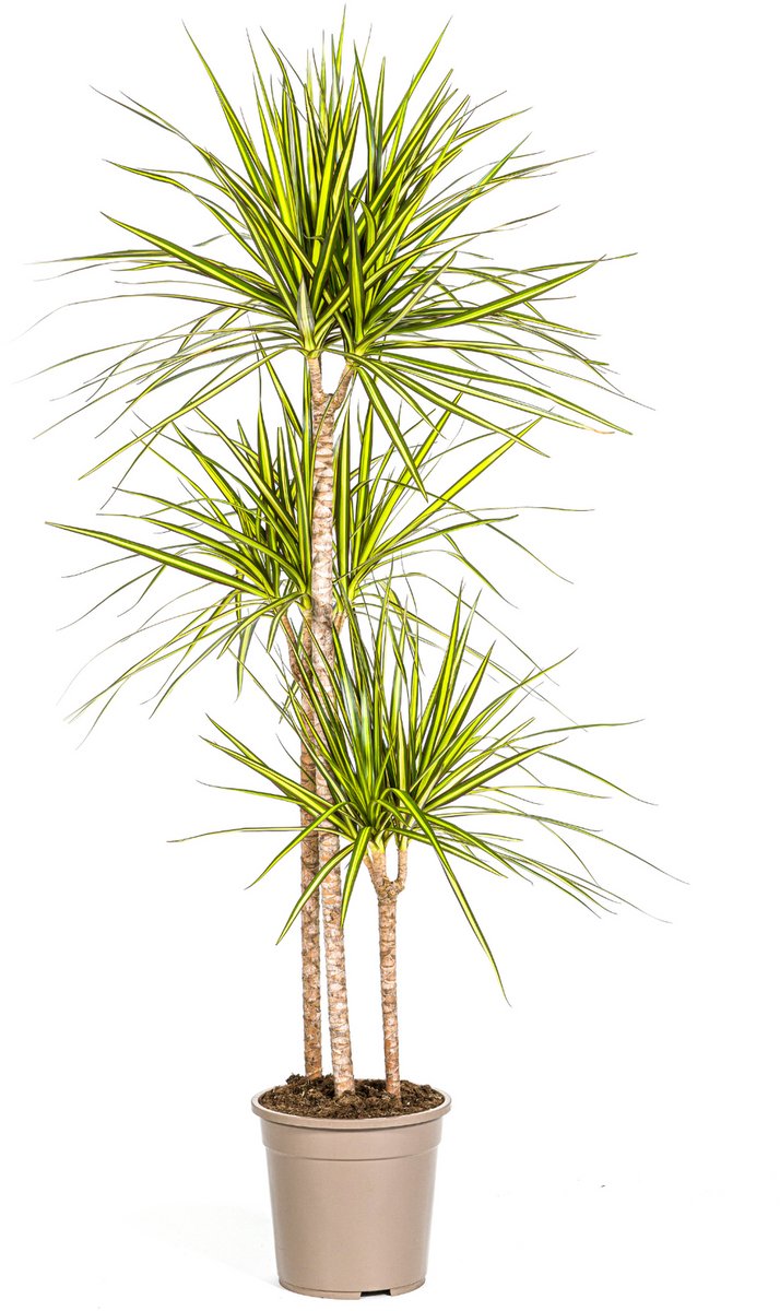 Dracaena Marginata Sunray Ø24cm - 130 - 150cm