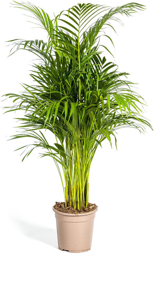 Dypsis Areca Lutescens Ø21cm - 100 - 120cm