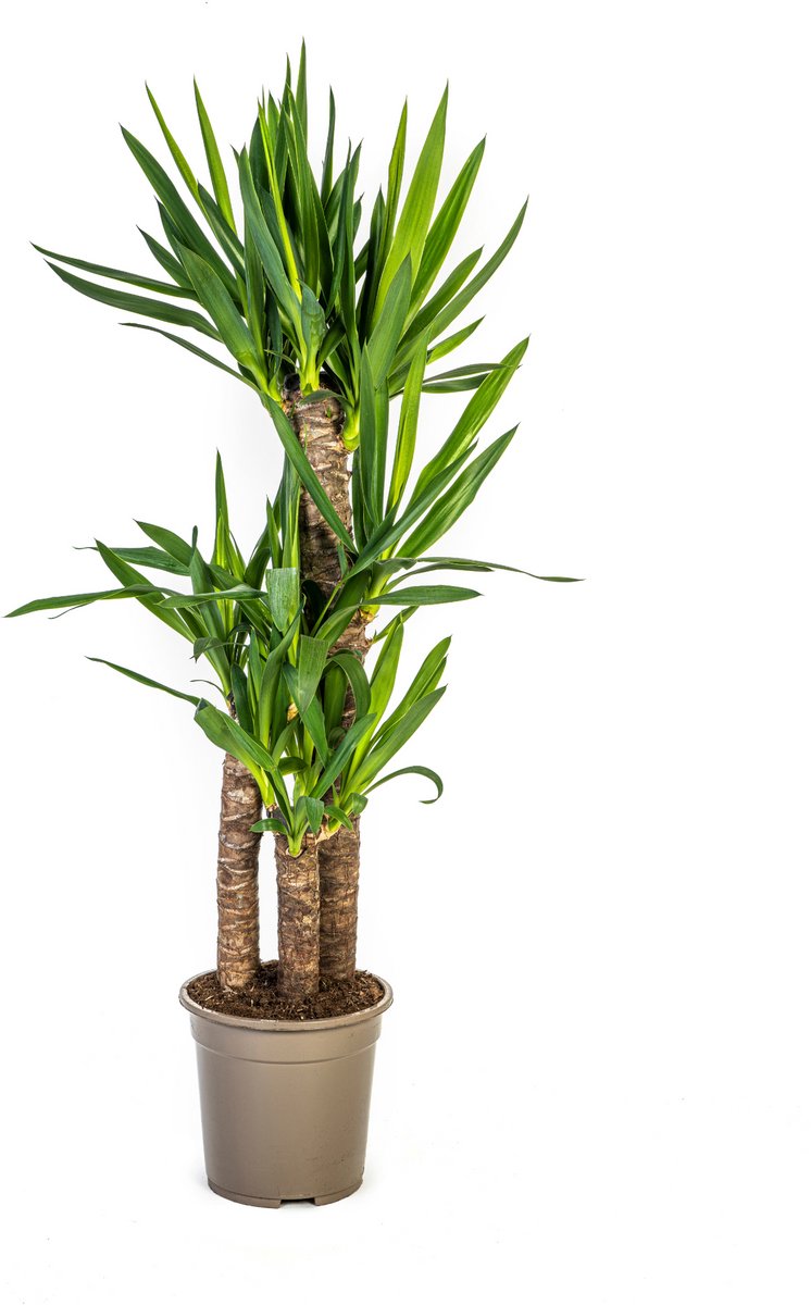 Yucca Elephantipes Ø21cm - 90 - 110cm
