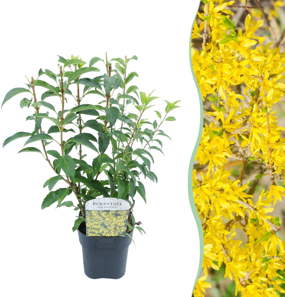 Heesters - Forsythia intermedia Goldrauch - Bloem Geel - 1 Plant - Bladverliezend - Weinig Onderhoud - Pot 17cm Hoogte 45cm